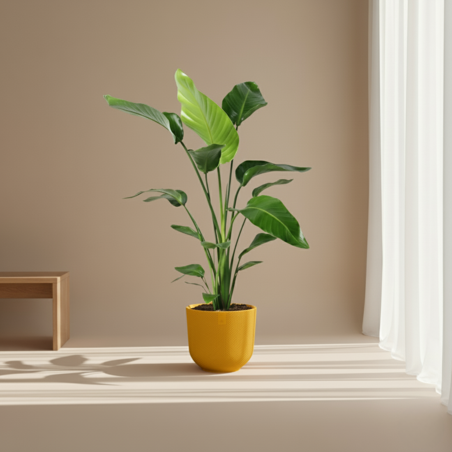 Strelitzia Nicolai
