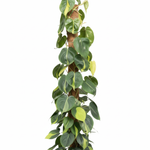 Philodendron Scandens kopen