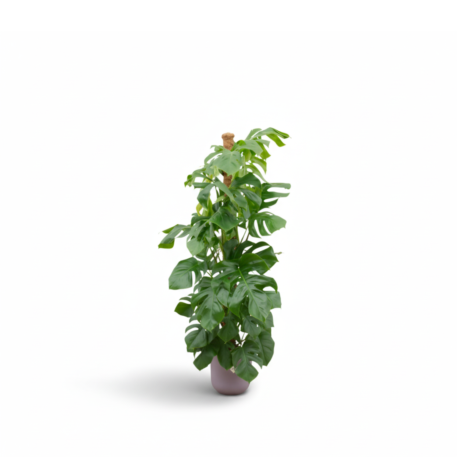 Monstera Pertusum