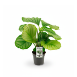 Calathea Orbifolia kopen