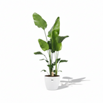 Strelitzia Nicolai