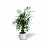 Areca Palm