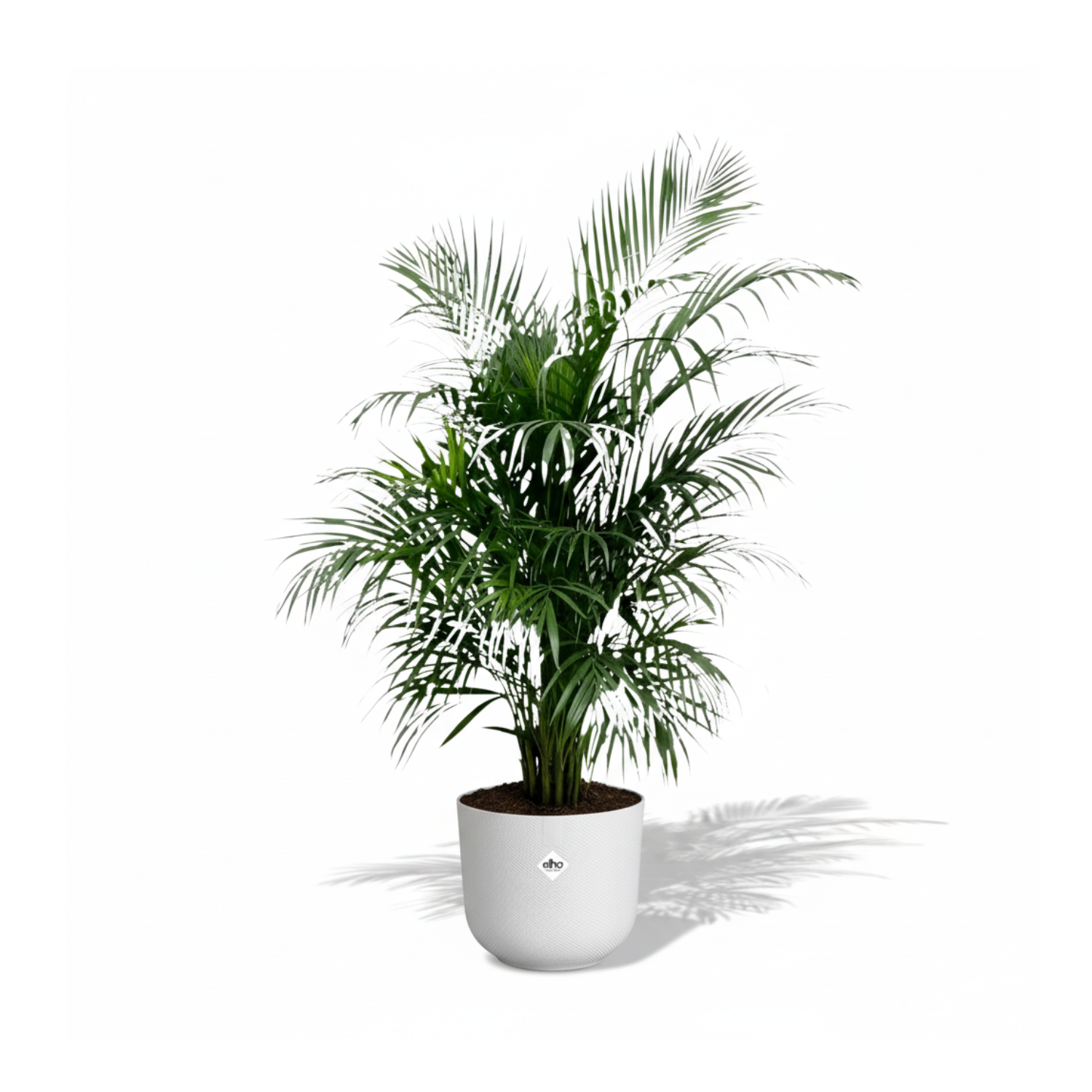 Areca Palm