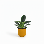 Philodendron kopen