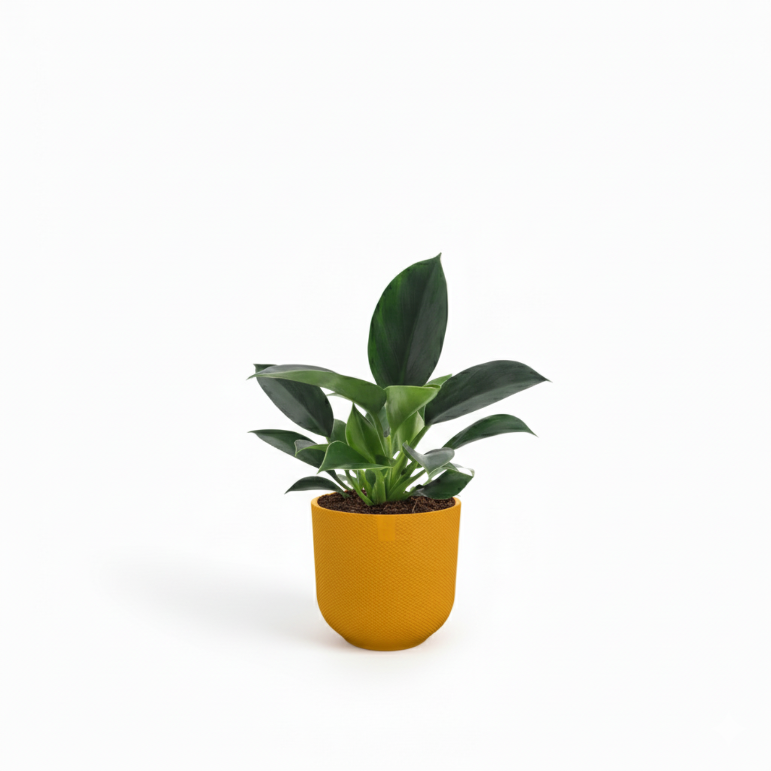 Philodendron kopen