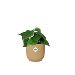 Philodendron Scandens kopen