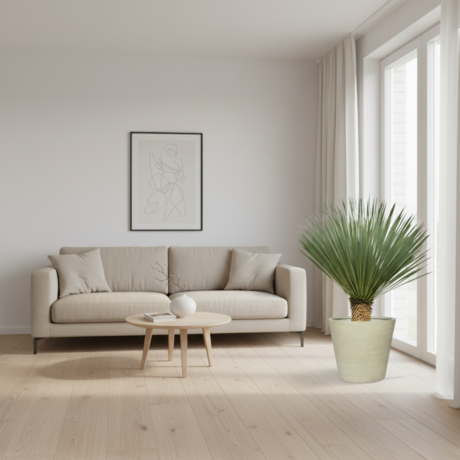 Yucca Rostrata 