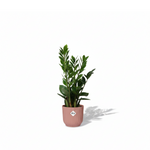 Zamioculcas kopen