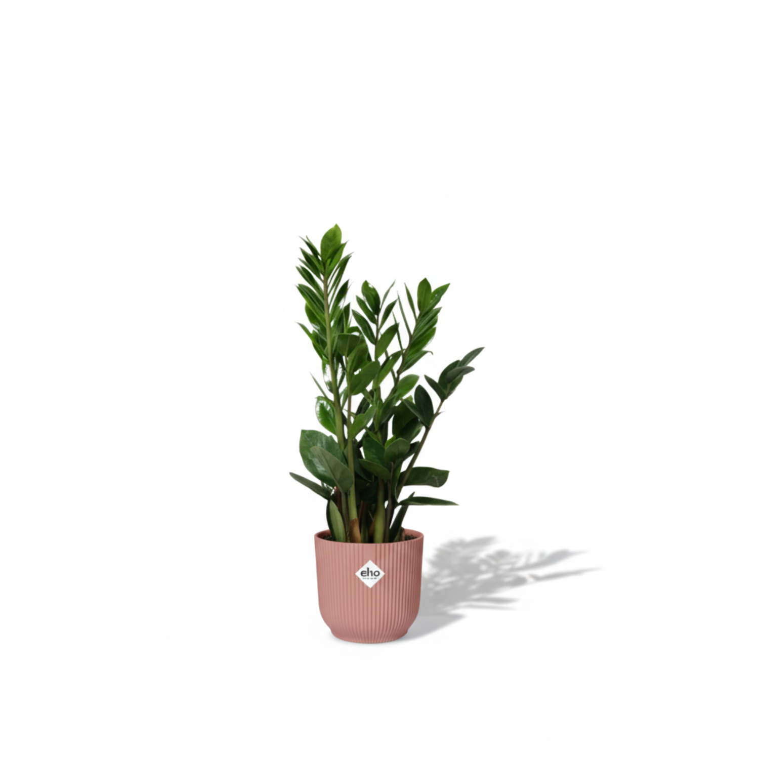 Zamioculcas kopen