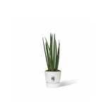 Sansevieria cylindrica
