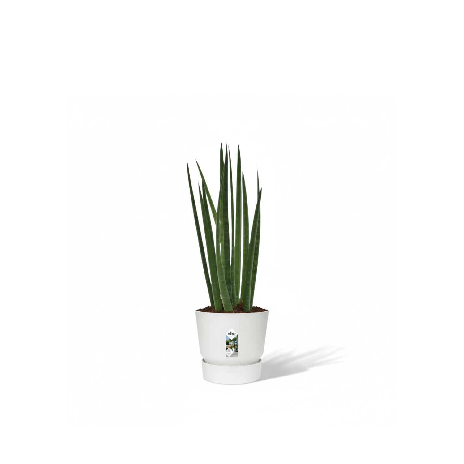 Sansevieria cylindrica