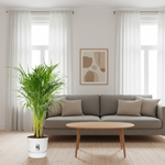 Areca Palm