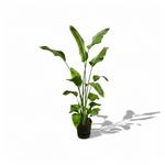  Strelitzia Nicolai