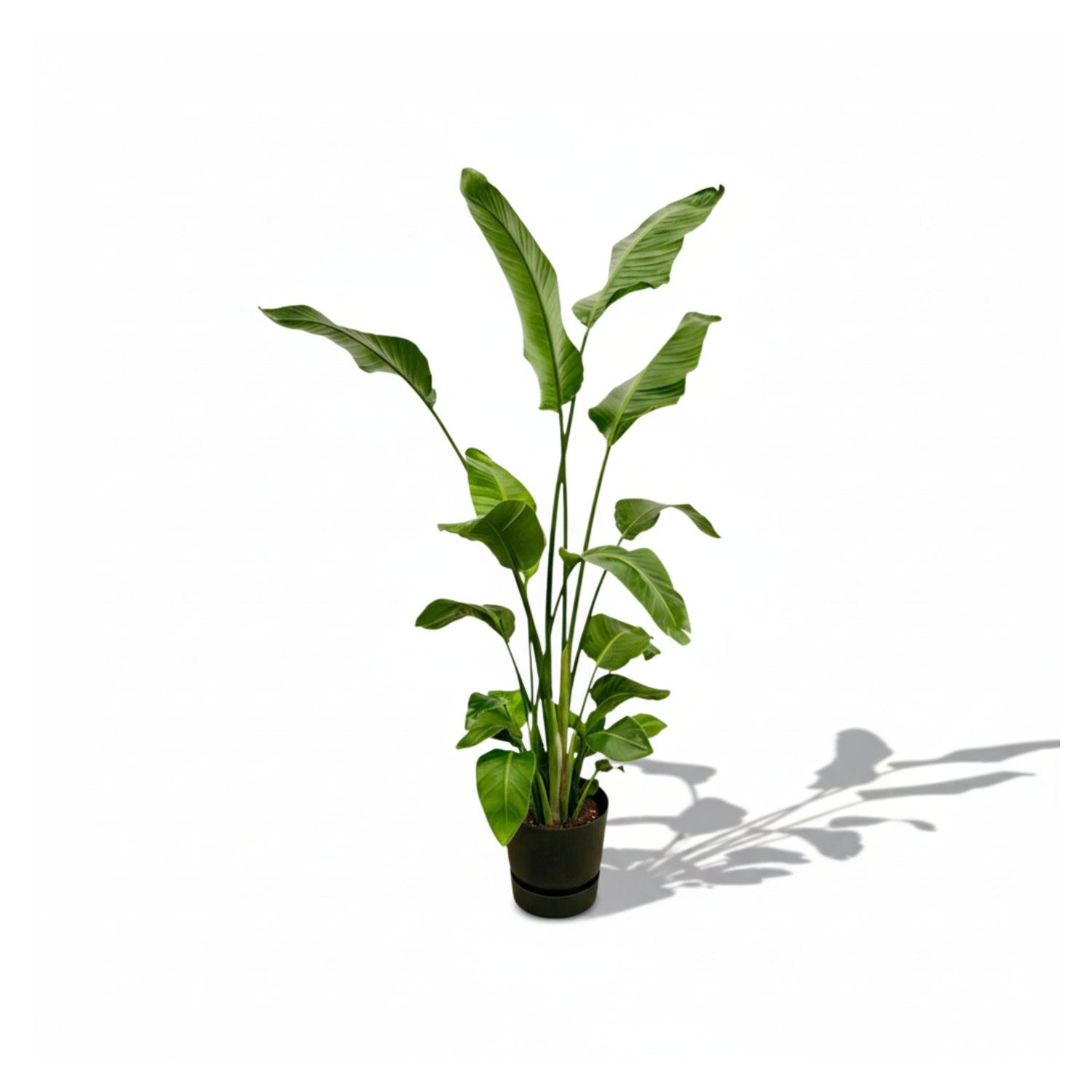  Strelitzia Nicolai