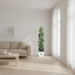 Philodendron Scandens kopen