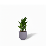 Zamioculcas 