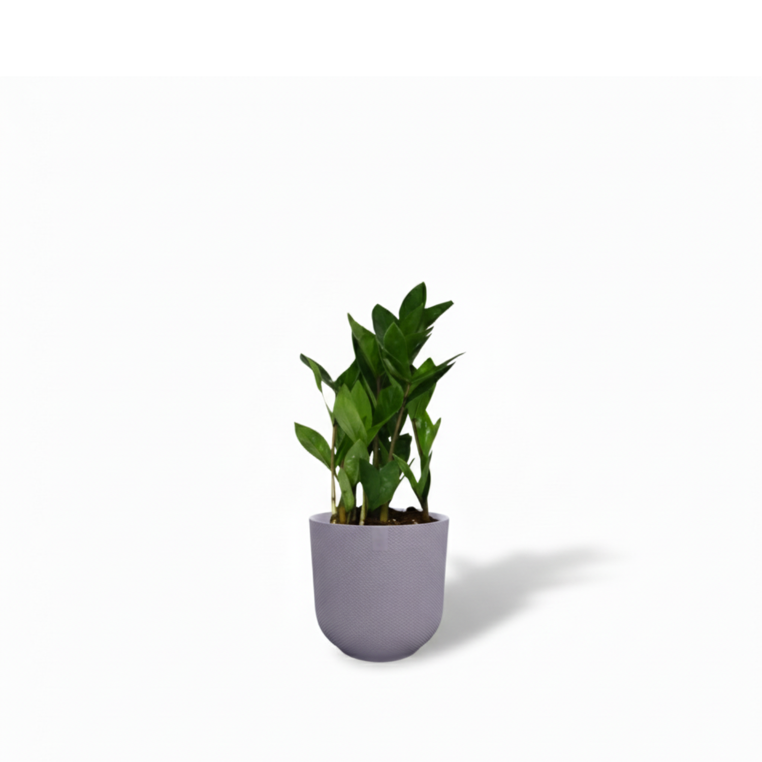 Zamioculcas 