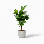 Ficus Lyrata