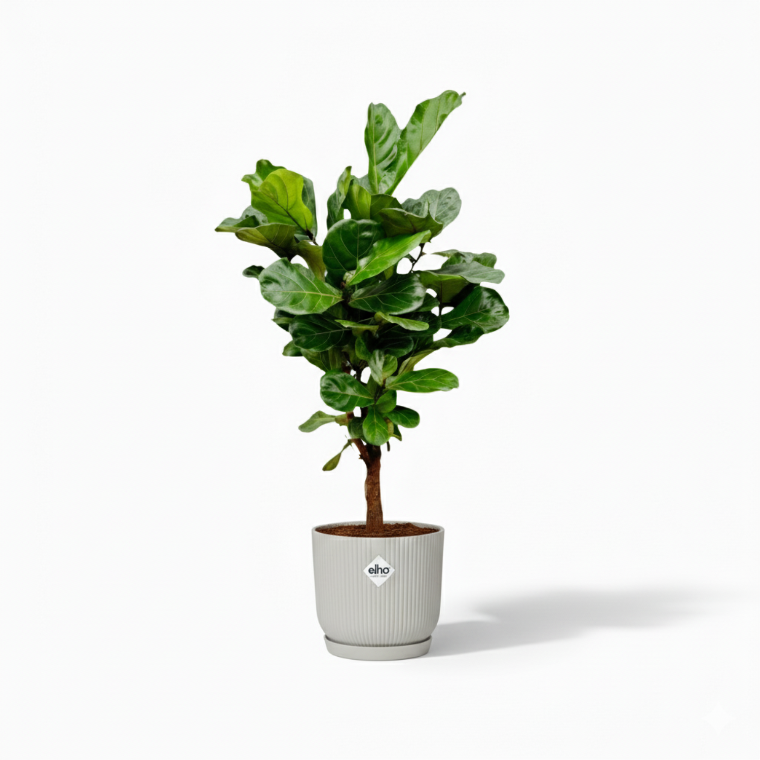 Ficus Lyrata