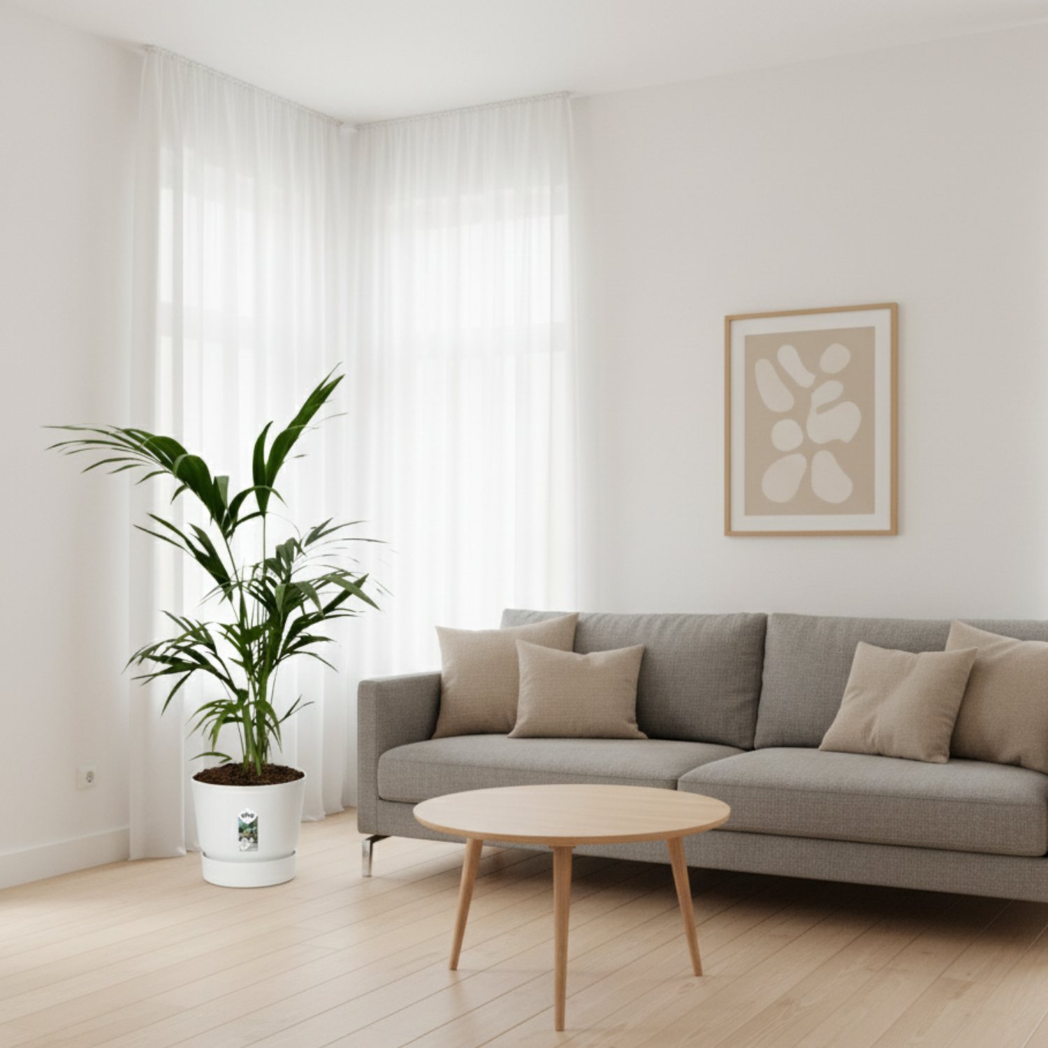 Kentia Palm