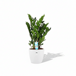 Zamioculcas Zamiifolia kopen
