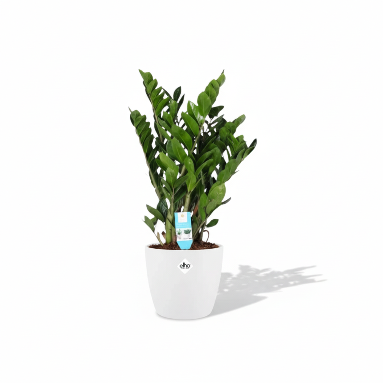 Zamioculcas Zamiifolia kopen