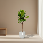 Ficus Lyrata 