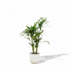 Kentia palm kopen