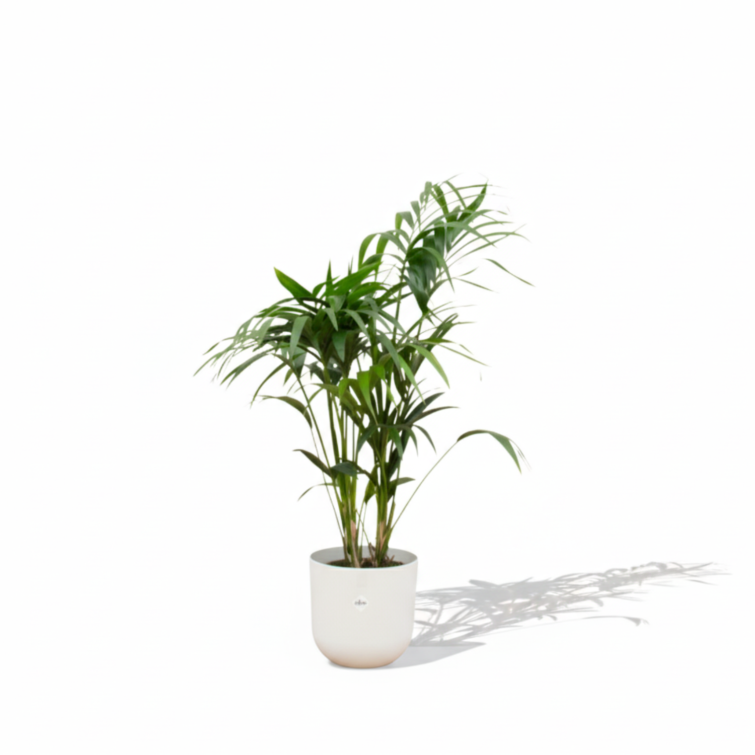 Kentia palm kopen