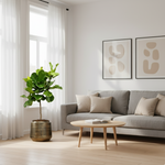 Ficus Lyrata Boom