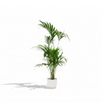 Kentia palm kopen