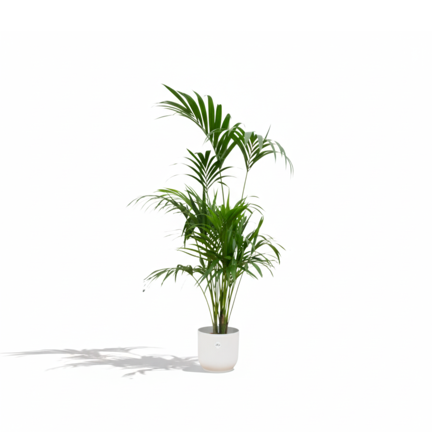 Kentia palm kopen