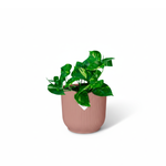 Epipremnum Aureum kopen