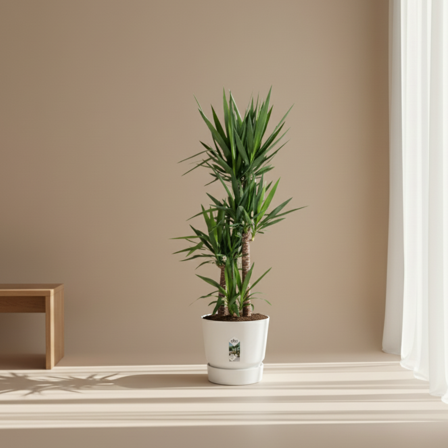 Yucca Elephantipes 