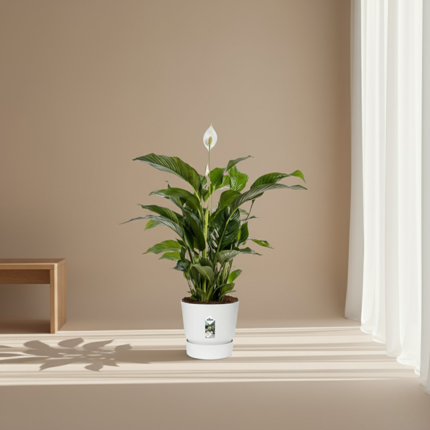 Spathiphyllum Bellini 