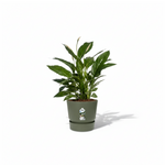 Spathiphyllum Vivaldi 