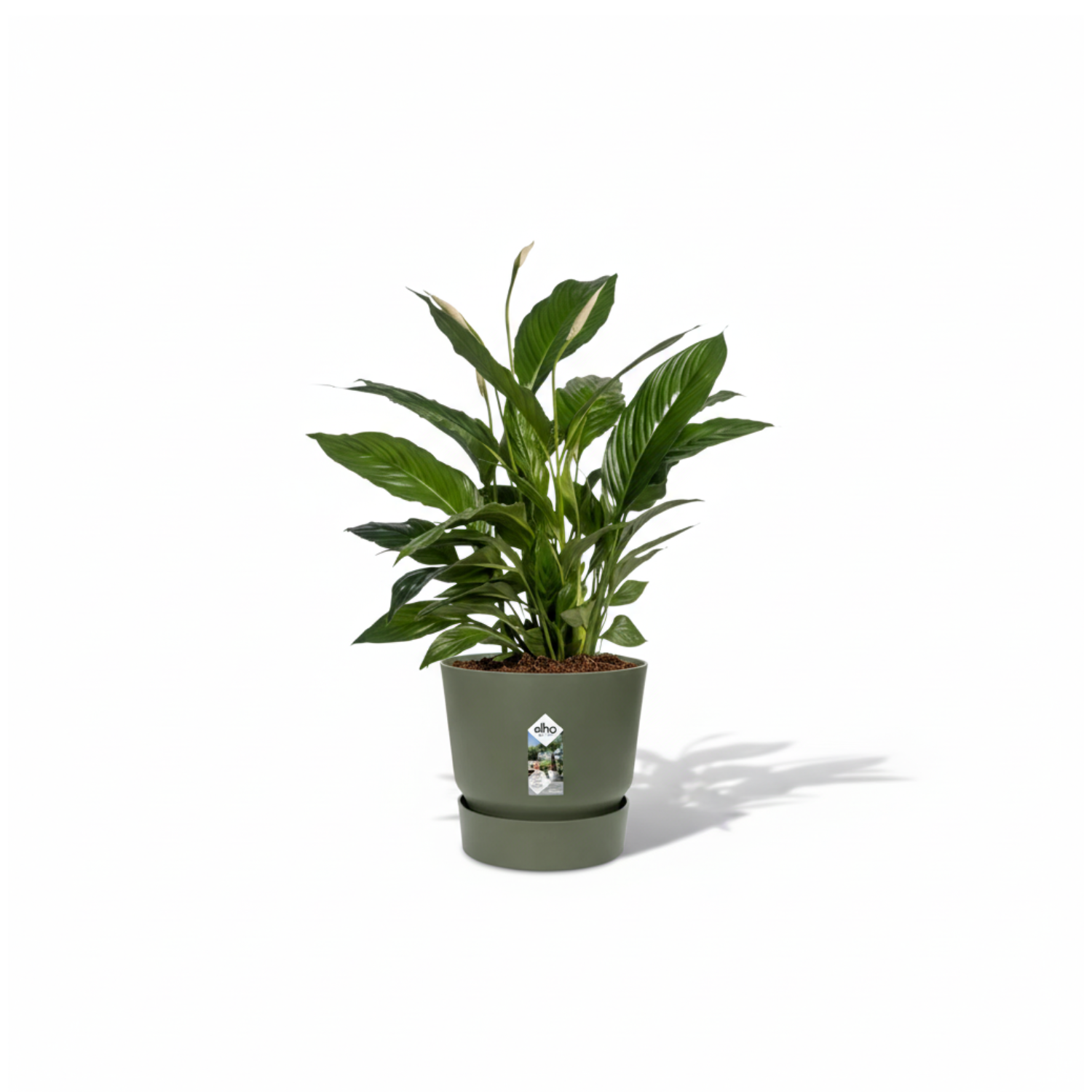 Spathiphyllum Vivaldi 