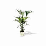 Kentia palm