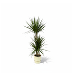Dracaena Marginata kopen