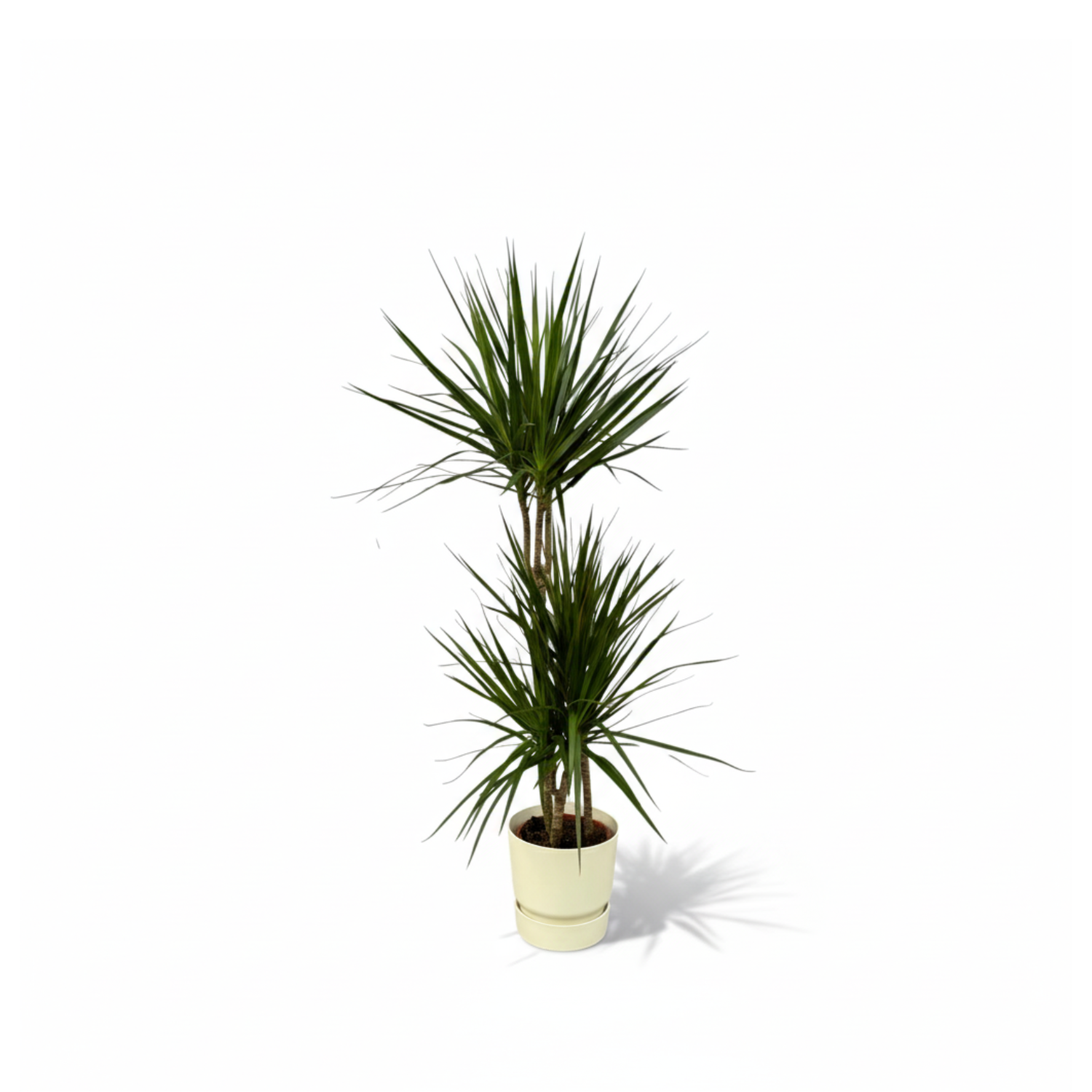 Dracaena Marginata kopen