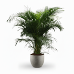 Areca Palm kopen