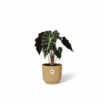 alocasia polly kopen