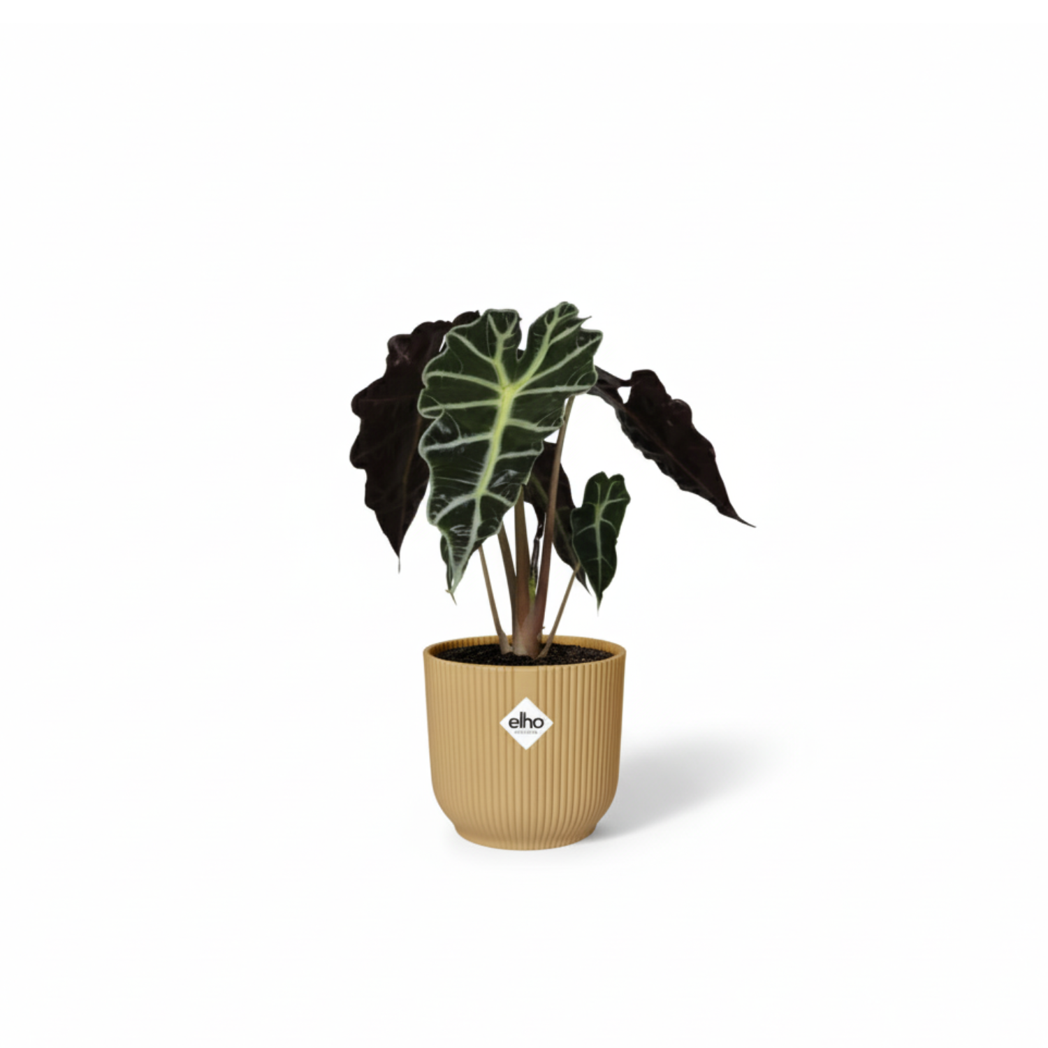 alocasia polly kopen