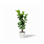 Ficus Lyrata