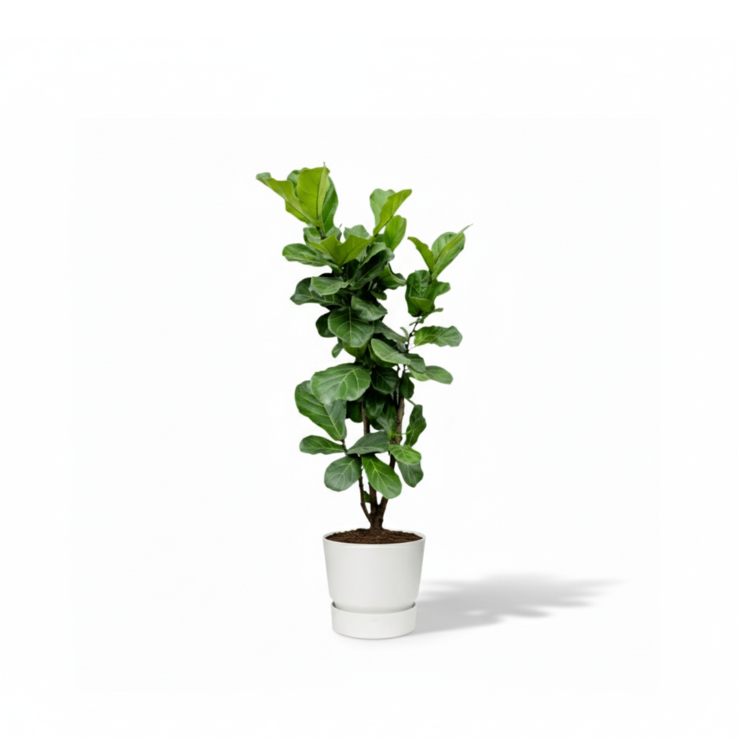Ficus Lyrata