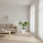 Philodendron kopen