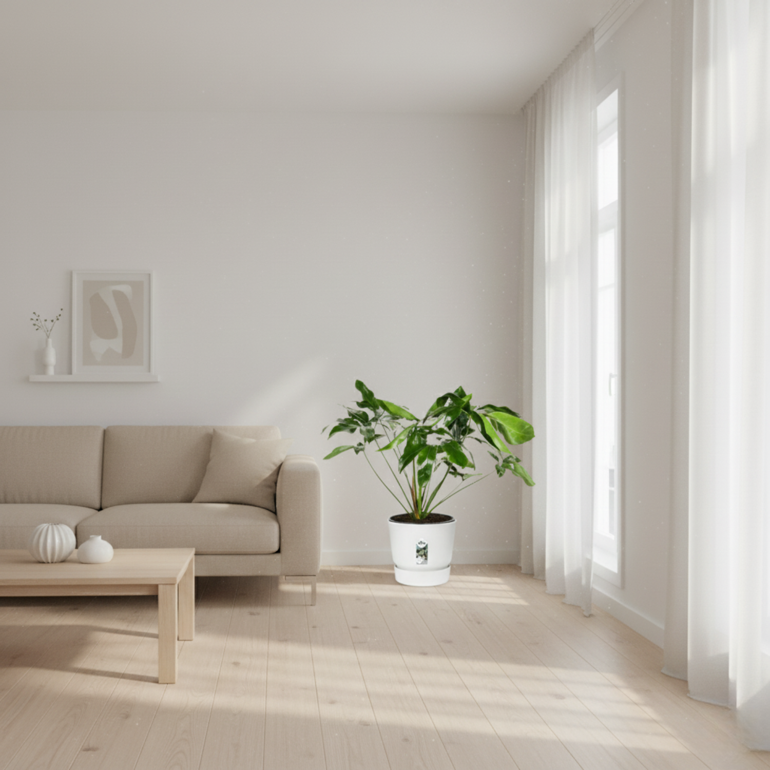 Philodendron kopen