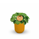 Pilea Peperomioides