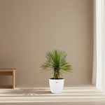 Yucca Rostrata