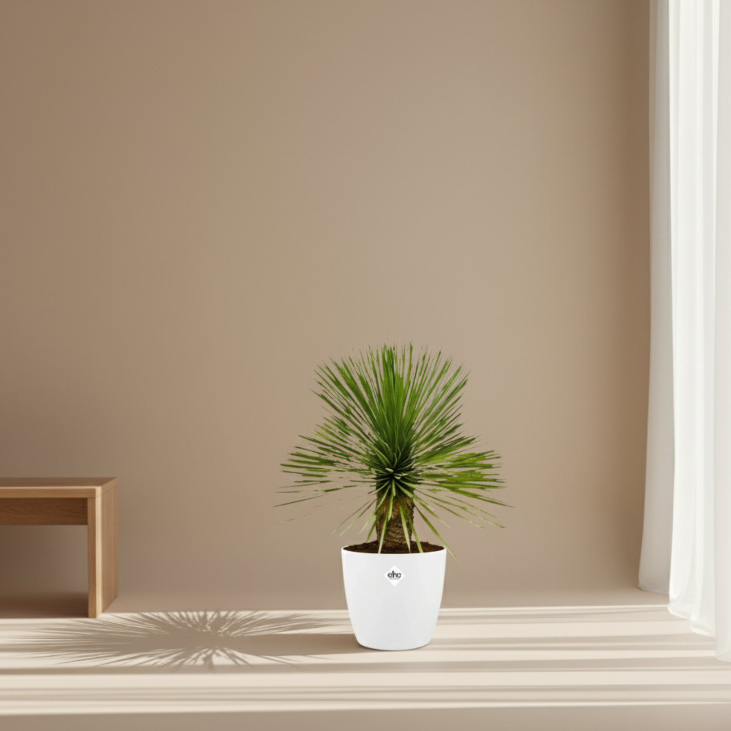 Yucca Rostrata